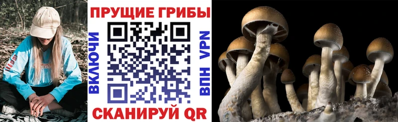 даркнет сайт  Ижевск  Галлюциногенные грибы прущие грибы 